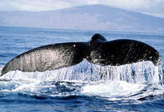 balena Mediterraneo