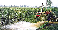 Irrigazione del mais