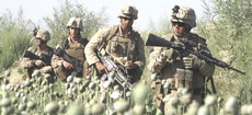 Militari Usa tra i papaveri da oppio in Afghanistan